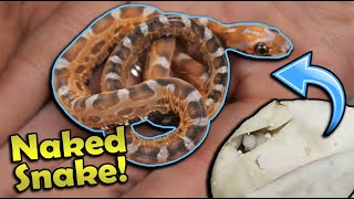 We Hatched a SCALELESS Rat Snake [upl. by Tamar]