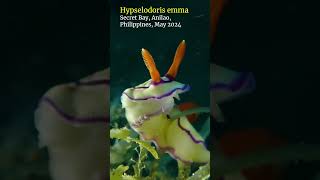 Hypselodoris nudibranch anilao scubadiving [upl. by Asirram457]