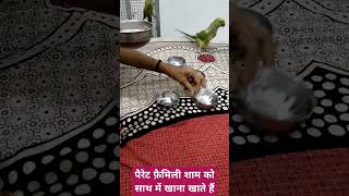 पैरेट फैमिली रोज शाम को साथ में खाना खाते हैं petbird parrotsinging talkingbird subscribe [upl. by Ydnew66]