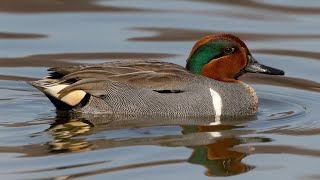 Greenwinged teal [upl. by Soiritos]