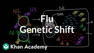 Microbiology 476 d Influenza virus H1N1 Pathogenesis Original Antigenic Sin Flu [upl. by Niko]