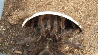 Goliath Birdeating Spider Breeding [upl. by Ynatterb]