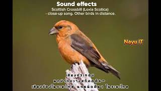 Scottish Crossbill Loxia Scotica  closeup song Other birds in distance [upl. by Blackstock]