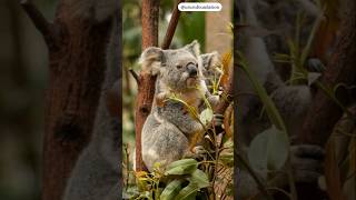 More Than Cute The Vital Role of Koalas in Nature [upl. by Fagan326]