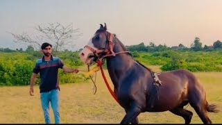 ZORAWAR NA TOFAN 😱 KUDVA VALA GHODA 😱 GHODA NA SOKHIN 😍 KATHIYAVADI HORSE POWER 😱 [upl. by Tizes521]