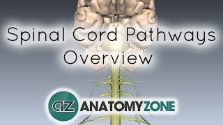 Spinal PathwaysTracts  Part 2  Ascending and Descending Tracts Overview  Anatomy Tutorial [upl. by Whalen]