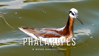 Wilson’s Phalarope  7 Curious Facts 💫 [upl. by Loftus]