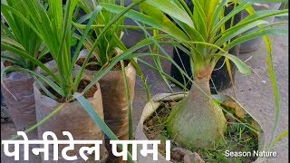 Ponytail plant  Nolina palm how to grow from cutting [upl. by Madlen]