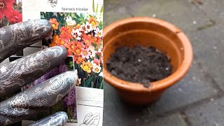 How to Grow  Plant Sparaxis Tricolor Harlequin Flower Bulbs in a Pot 12 [upl. by Thunell166]