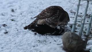 HønsehaukGoshawk [upl. by Newmann]