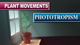 Phototropism [upl. by Rabi]