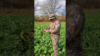 Brassica Food Plot Update [upl. by Hafeetal]