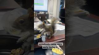 PITCHUCA SQUIRREL ON MY OFFICE DESK squirrels squirrellover cuteanimal squirrellove [upl. by Siocnarf]