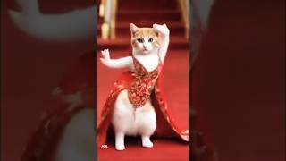 Cat🐱 bilya dance🕺💃viralvedio shortsviral funny [upl. by Liauqram]