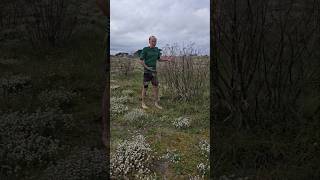 Dill growing wild anethum graveolens herbs permaculture gardening explore adventure coast [upl. by Gae717]