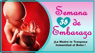 Blog 35 semanas embarazo  Ecografía y consulta ginecólogo [upl. by Shantee]