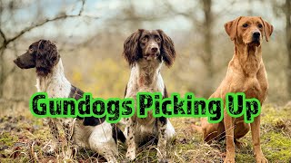 Gundogs Picking up on a busy pheasant drive  gundog [upl. by Odrarebe]