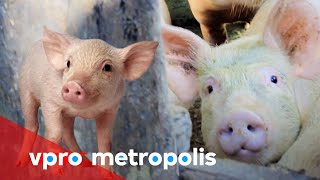 Bad pig farmer in Indonesia  vpro Metropolis 2014 [upl. by Ettevets]