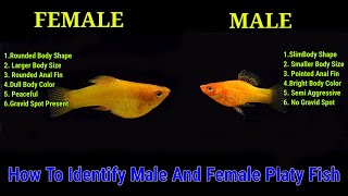 6 Way To Identify Male And Female Platy Fish [upl. by Hassin]