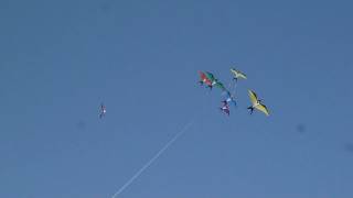 Swallow Flock Kite First Flight [upl. by Caleb]