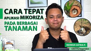 CARA APLIKASI MIKORIZA DENGAN TEPAT PADA BERBAGAI TANAMAN Mikoriza Powder amp Granul [upl. by Gertrud]