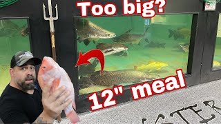 MONSTER FISH FEEDING DID THE ARAPAIMA SWALLOW A 12quot TILAPIA WHOLE [upl. by Kumagai235]