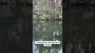 Homosassa Springs Wildlife State Park Florida [upl. by Ytsrik]