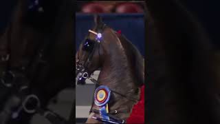 Best Show in Vegas 🥂saddlebred saddleseat horse champion equestrian [upl. by Vierno590]