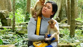 ALL SOVANA FAMILY MONKEYS LOOK SO HAPPY WHEN THIS SISTER VISIT THEM [upl. by Ysle]