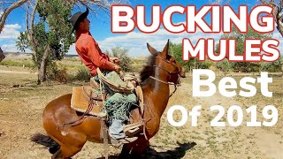 The Best of 2019 Bucking Mules Wild Cattle and Fast Horses [upl. by Attenrad]