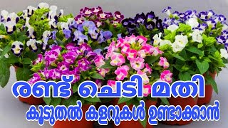 ഈ ചെടി വീട്ടിലുണ്ടോ എങ്കിൽ പണിയുണ്ട് Torenia plant care in malayalam [upl. by Ennaear246]