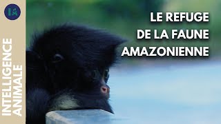 Comment sauver les animaux de la forêt amazonienne   IA [upl. by Nimad270]