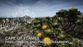 Cape Point E12 Cape of Flames Fires Fynbos and Fire Stick Farmers [upl. by Reinertson]