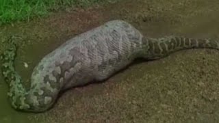 Indian rock python swallows baby antelope [upl. by Tiler380]