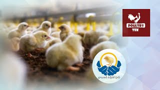 Poultrytek solution provider poultry farming [upl. by Auqcinahs]