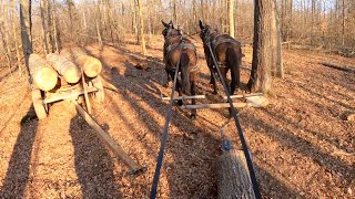 Skidding and cross hauling logs with mules [upl. by Eidas835]