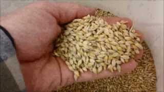 Barley to Beer in 100 seconds [upl. by Tlaw]