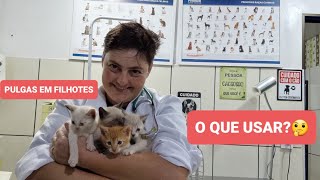 COMO ELIMINAR PULGAS EM GATOS FILHOTES [upl. by Aneeres]