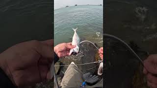 🎣 Kanama Smart Bait  Revive dead bait fish [upl. by Dloraj131]