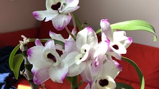 Bloom Profile No7  Dendrobium Nobile “To My Kids” [upl. by Aislehc]