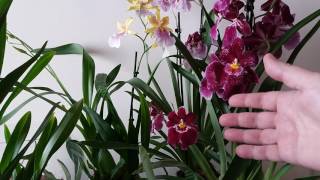 Орхидеи МильтонииМильтониопсисы илиРазличия и уходMILTONIA ORCHIDS [upl. by Aneed]