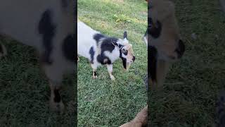 Twitterpated farm farmlife goats mayhemfarms [upl. by Nuawaj56]