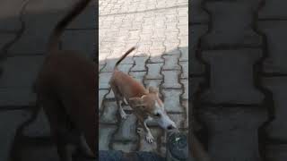 Pillu 😊 doggi puppy cute saveanimallife youtubeshorts [upl. by Hizar]