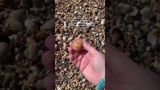 Finding Seashells By the Seashore with my Seashell Guide seashells beachcombing seashellart [upl. by Yorgo]