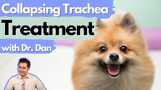 Most common drugs your vet will recommend for Collapsing Trachea in dogs Dr Dan explains [upl. by Adnawaj]