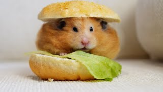 🎃Halloween but a HamBurger🐹 [upl. by Erdnuaed925]