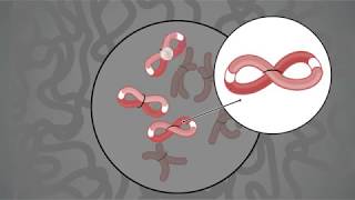 How it Works Proximo HiC Genome Scaffolding [upl. by Tomlinson]