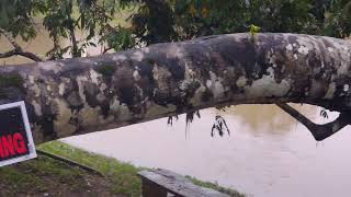 Cross Flooded Earl Haydock BridgeLife With Nadine Belize 97Lit travelexplorebelizefloodbelize [upl. by Ennair]