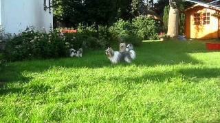 BiewerYorkshireTerrier beim Spielen 2 [upl. by O'Malley]