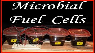 How to Make a Microbial Fuel Cell [upl. by Livvyy]